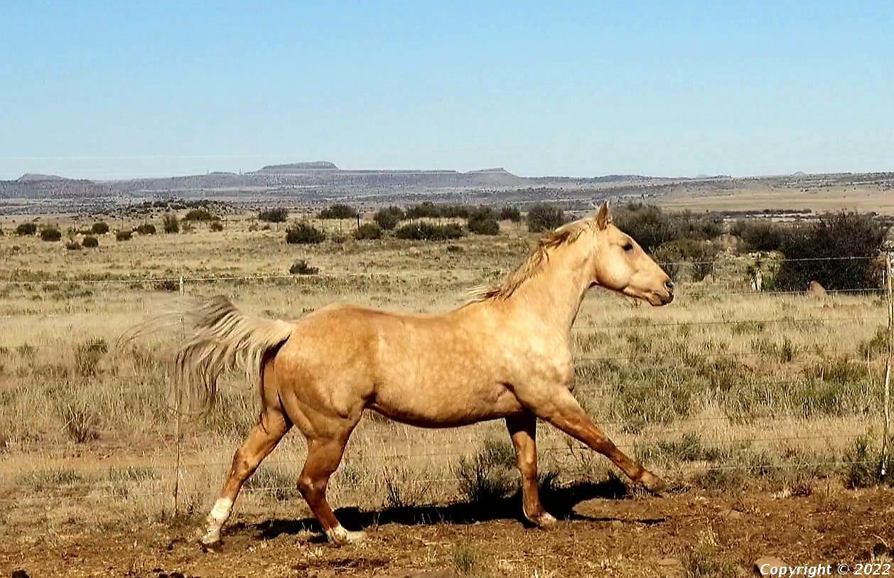 Vaquero Doc N Dodge
